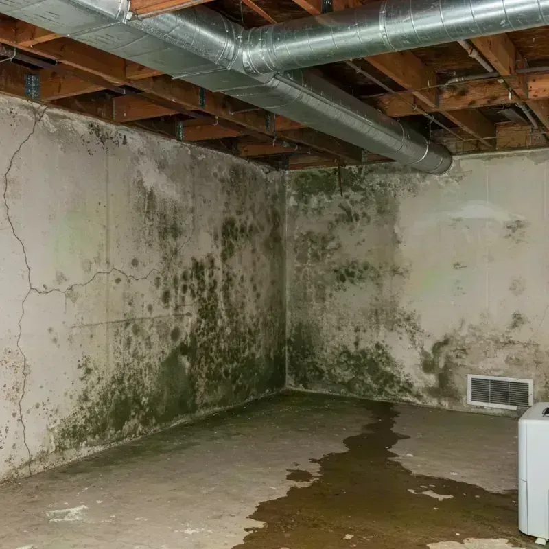 Professional Mold Removal in Sienna Plantation, TX